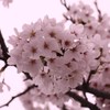 さくら広場（幕張）