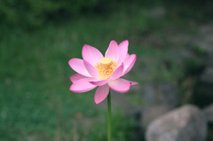 蓮の花