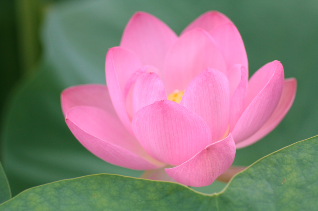 蓮の花