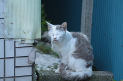 のら猫