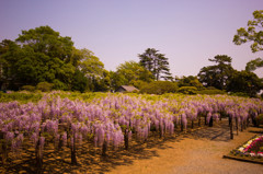 牛島藤花園