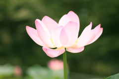 蓮の花