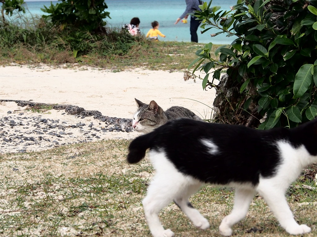 ちょっと通りマース