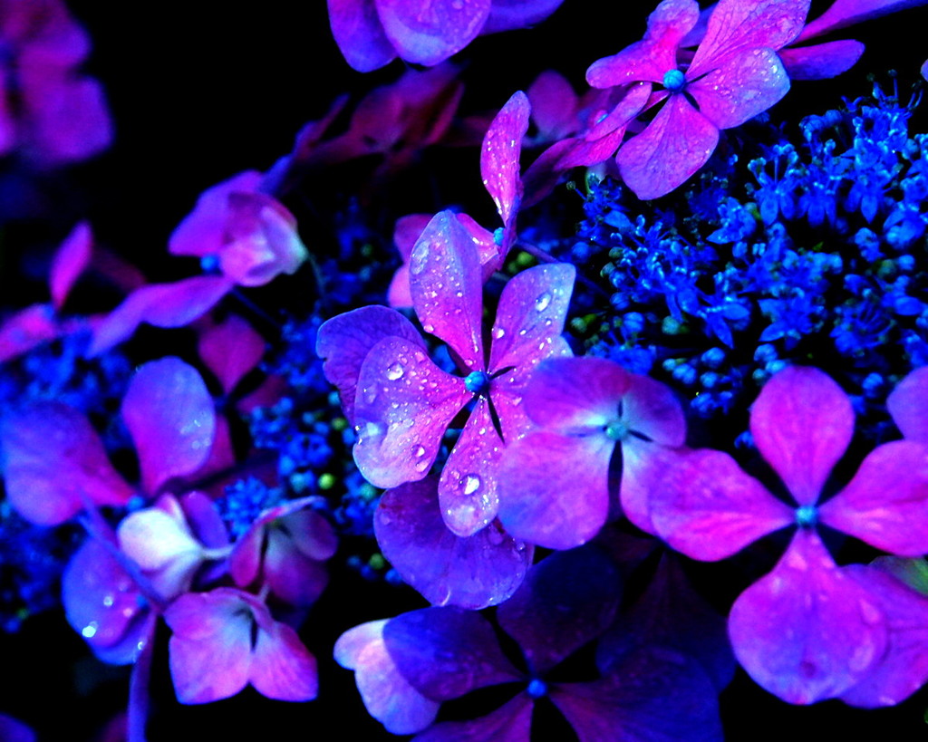 紫陽花には雨が似合う