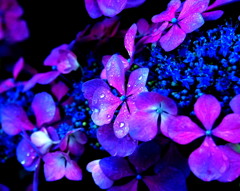 紫陽花には雨が似合う