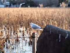 渡ってきてくれることの幸せ