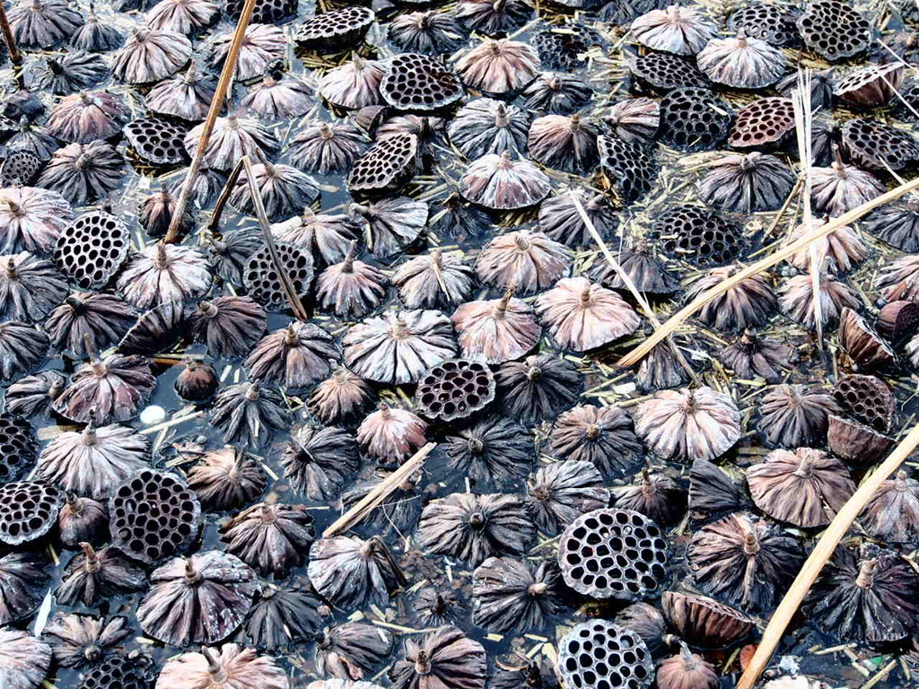 夏に会いましょう