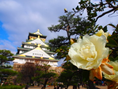 錦城に咲く白椿