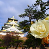 錦城に咲く白椿