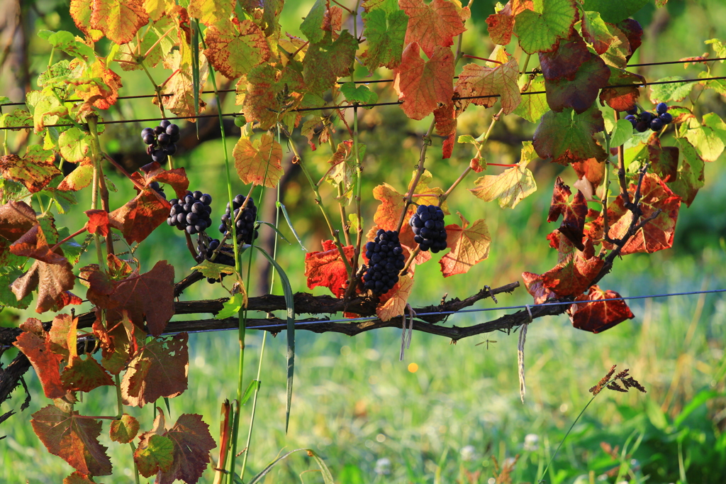 ワインのブドウ