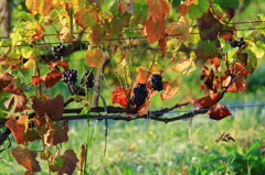 ワインのブドウ