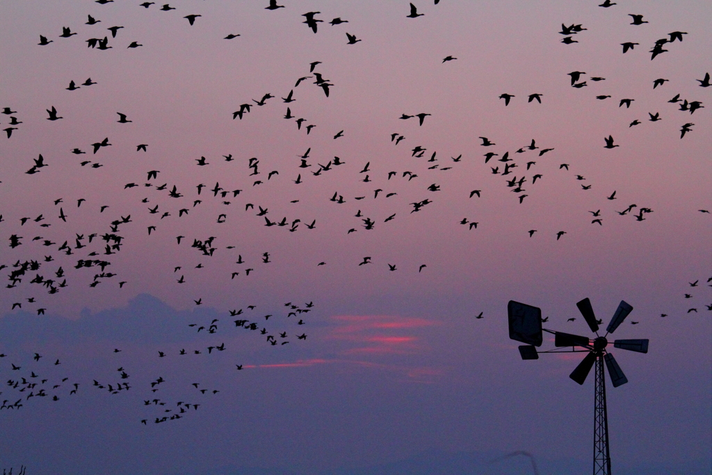 渡り鳥2017～ねぐら立ち～