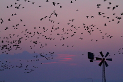 渡り鳥2017～ねぐら立ち～