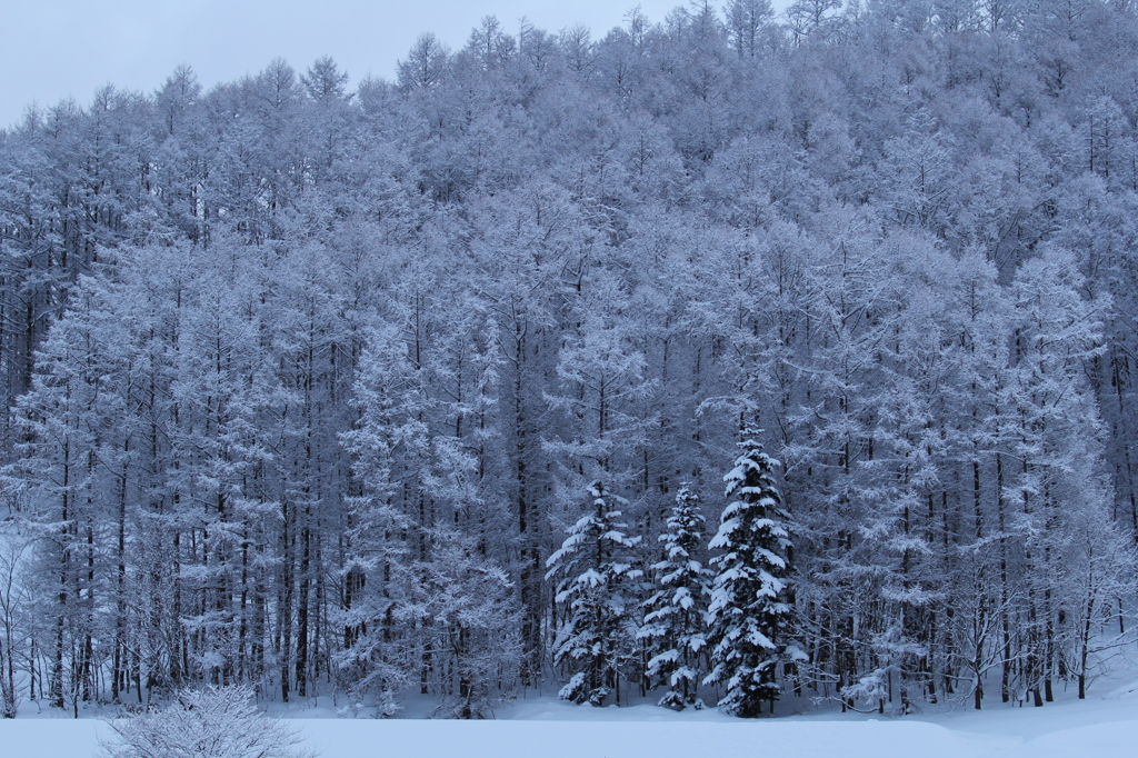 雪化粧