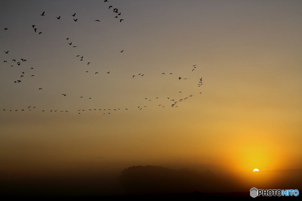 旅立ち～ねぐら立ち～