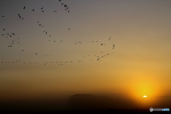 旅立ち～ねぐら立ち～