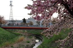 朝日を浴びて