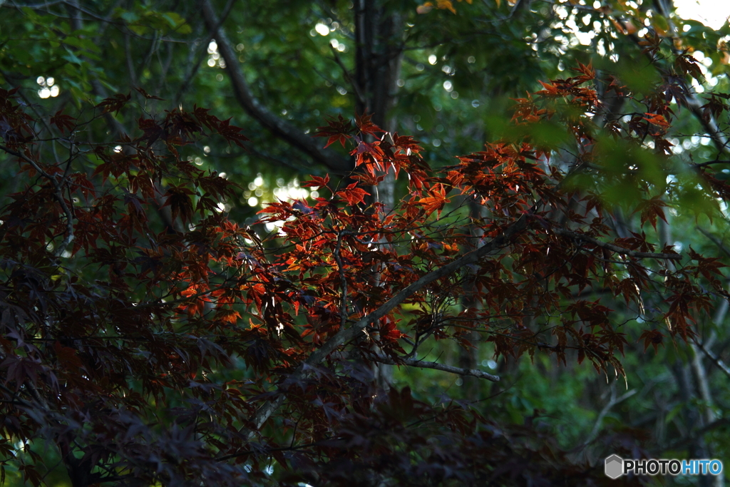 スポットライト