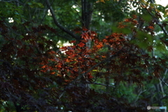 スポットライト