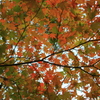 三色紅葉