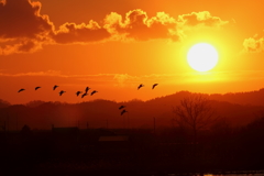 春を運ぶ鳥～２０１７～