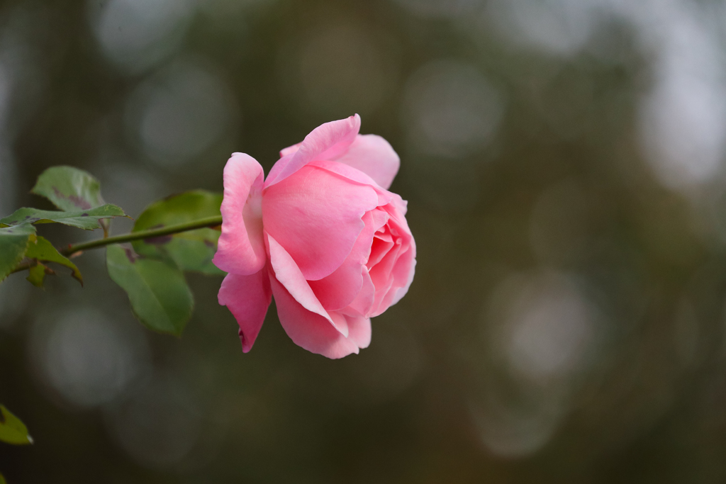 お隣さんの薔薇