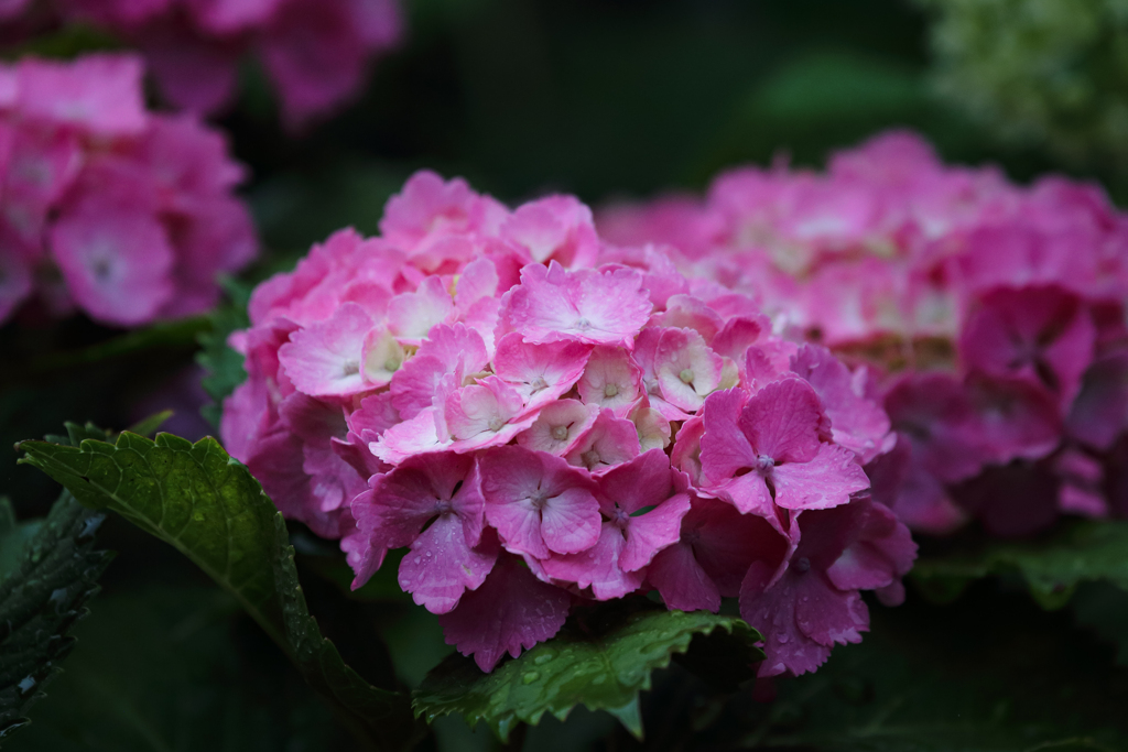 ピンクの紫陽花