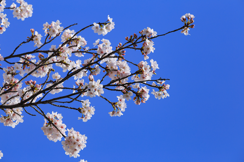 青空と桜 ①