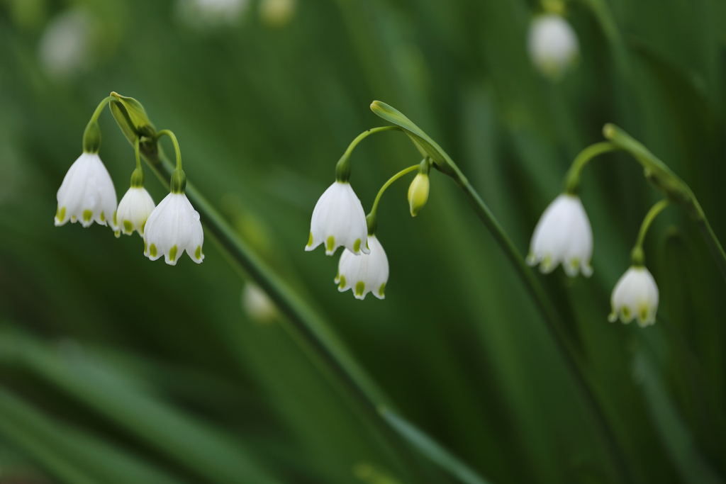 Summer Snowflake