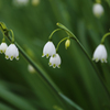 Summer Snowflake