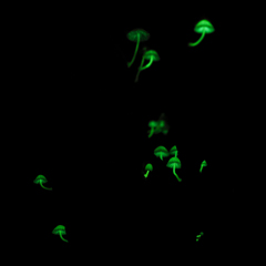 やっと出会えた光るキノコ ①