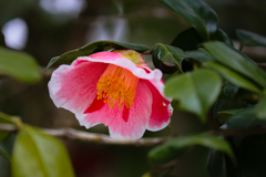 椿 beauty ➃