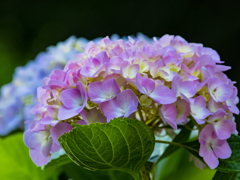 今年初の紫陽花