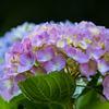 今年初の紫陽花