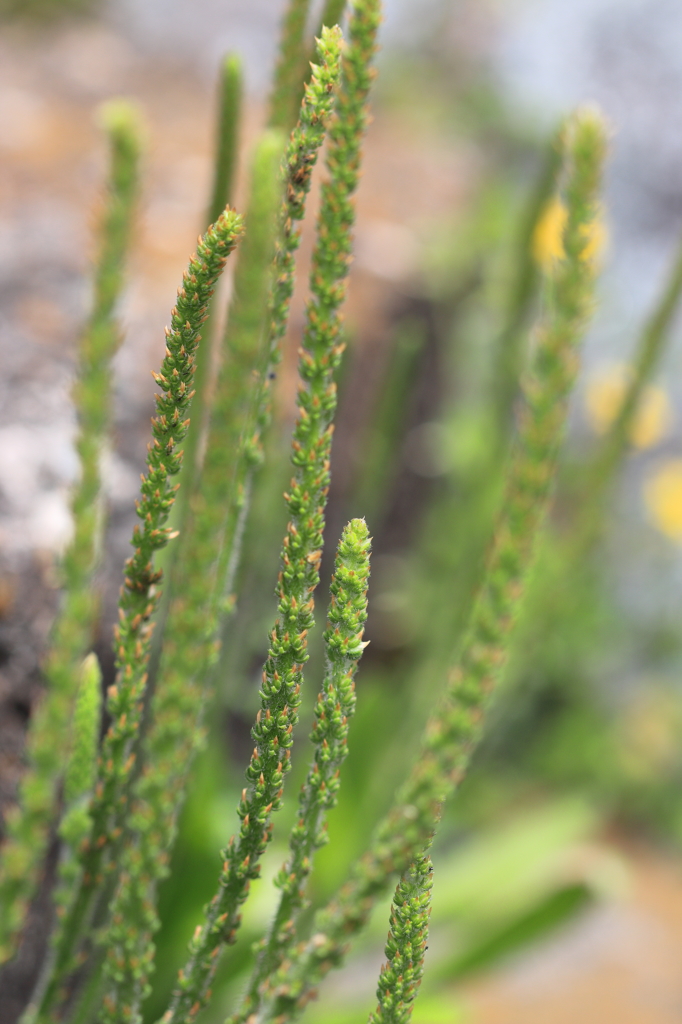 チンアナゴではありません