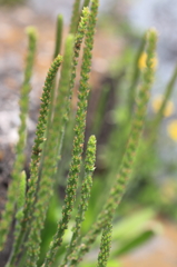 チンアナゴではありません