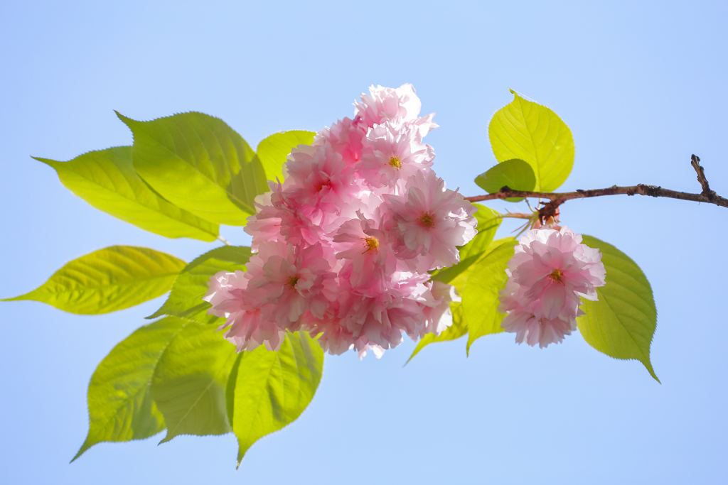 金刀比羅の八重桜