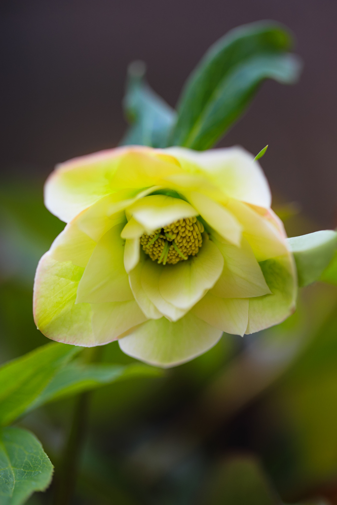 Christmas Rose ④