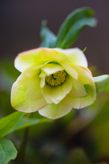 Christmas Rose ④