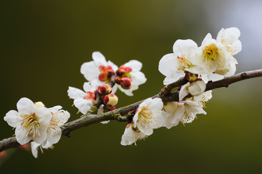 大津トンネルの梅 ③ 白梅