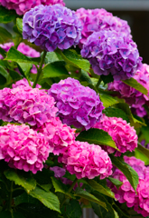 雨上がりの紫陽花