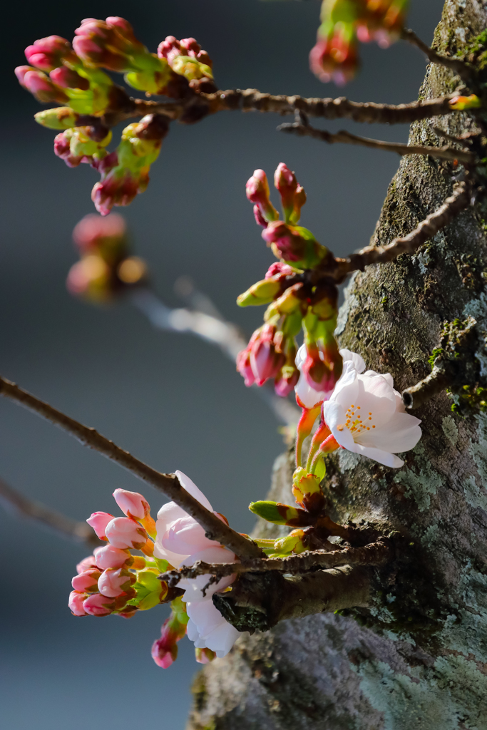 サクラ 最初の一輪