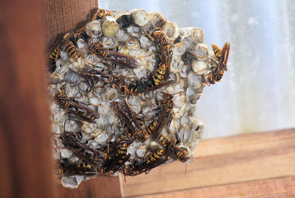 歓迎されざる大家族