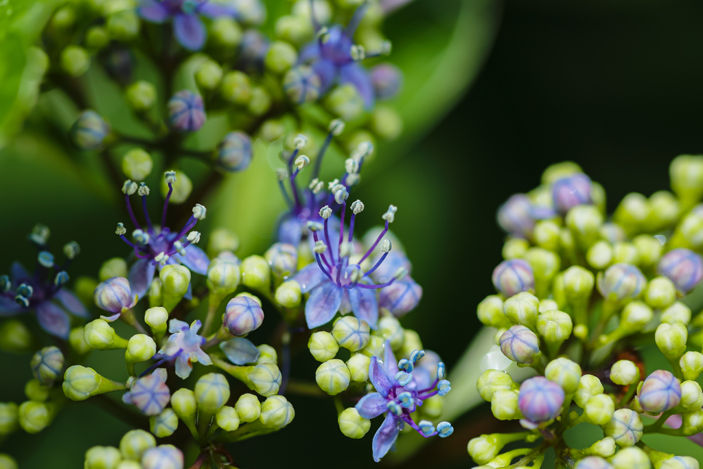 雨で紫陽花ハイテンション