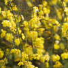 Winter Jasmine