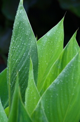 FRESH GREEN