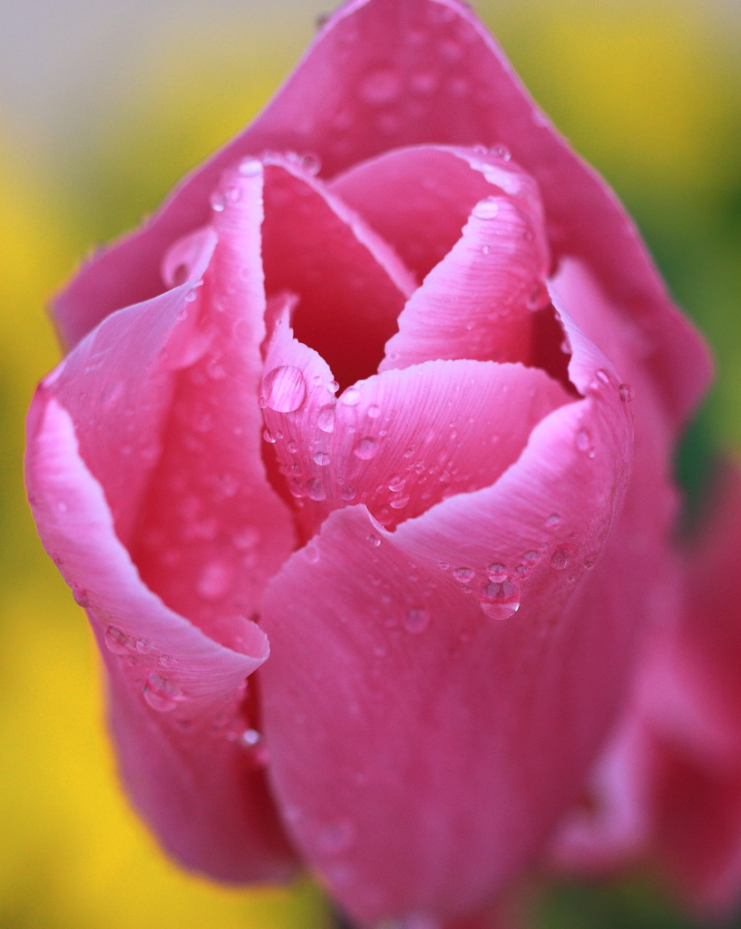 豪雨に耐えて…