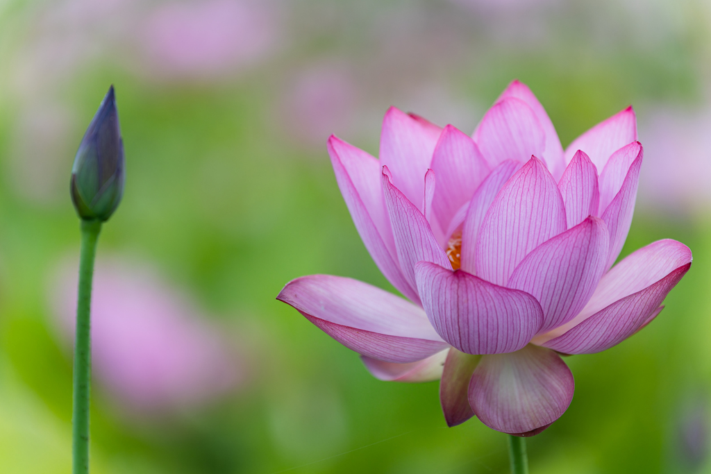 花と蕾