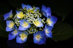 高原の紫陽花 ➂