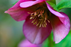 Christmas Rose ①